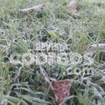 Ola polar en Misiones Posadas registro 1 °C y se reportaron heladas intensas 11 - 16